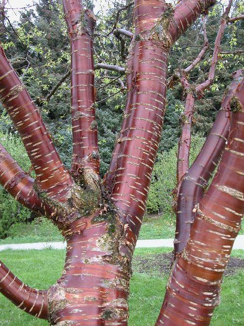 Bjørkekirsebær (Prunus serrula)